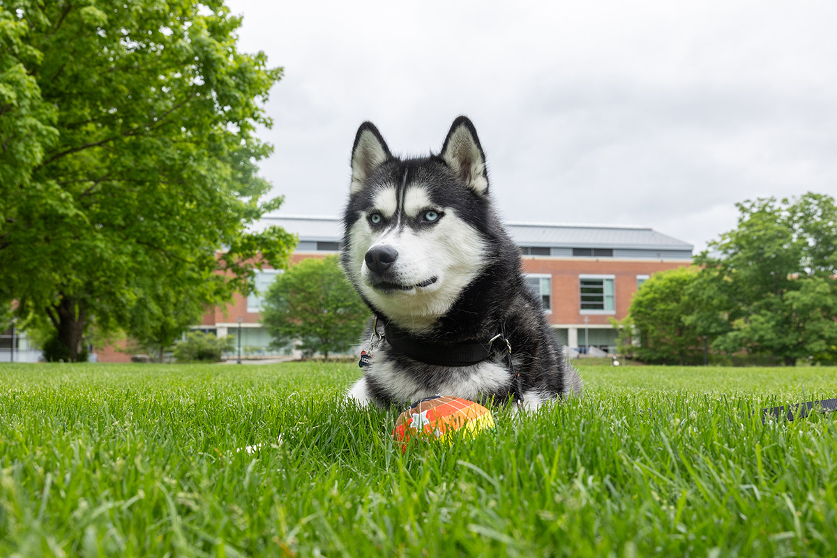 Jonathan the Husky poses with a ball in the grass.