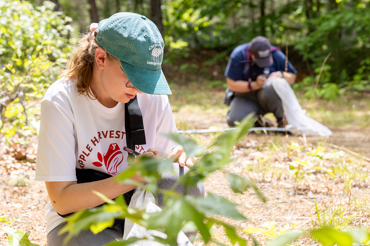 Two students tag frosted elfin butterflies at the Mansfield Hollow Restoration Area.
