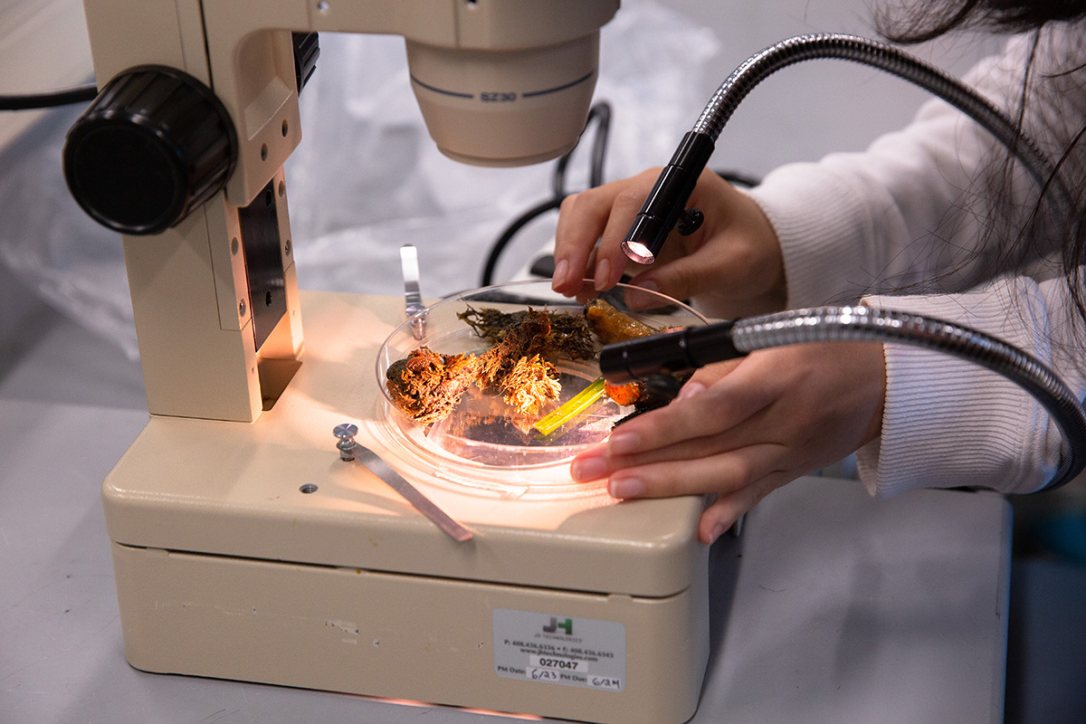 High school students participate in a marine biology lab.